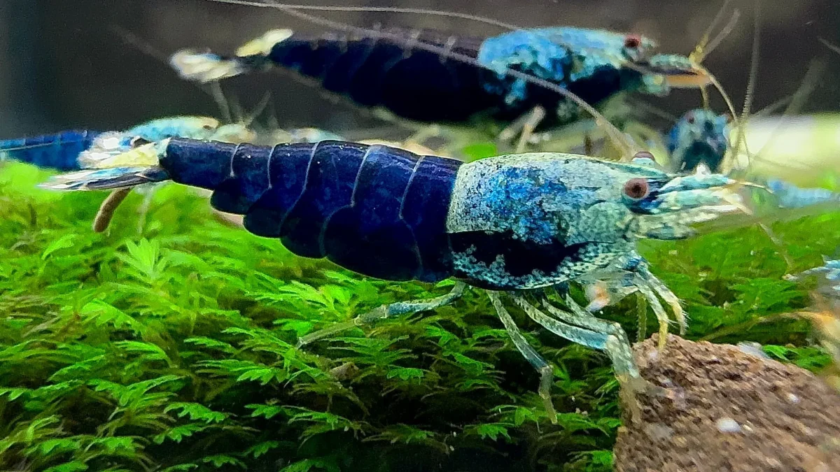 Ocean Blue