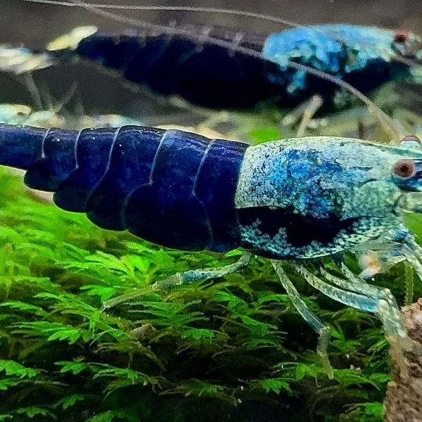 Ocean Blue