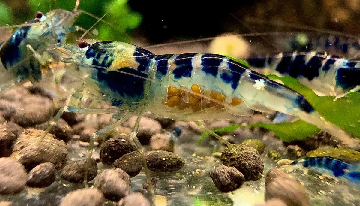 Blue Dragon