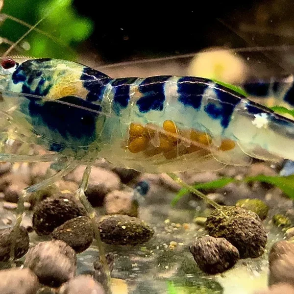 Blue Dragon