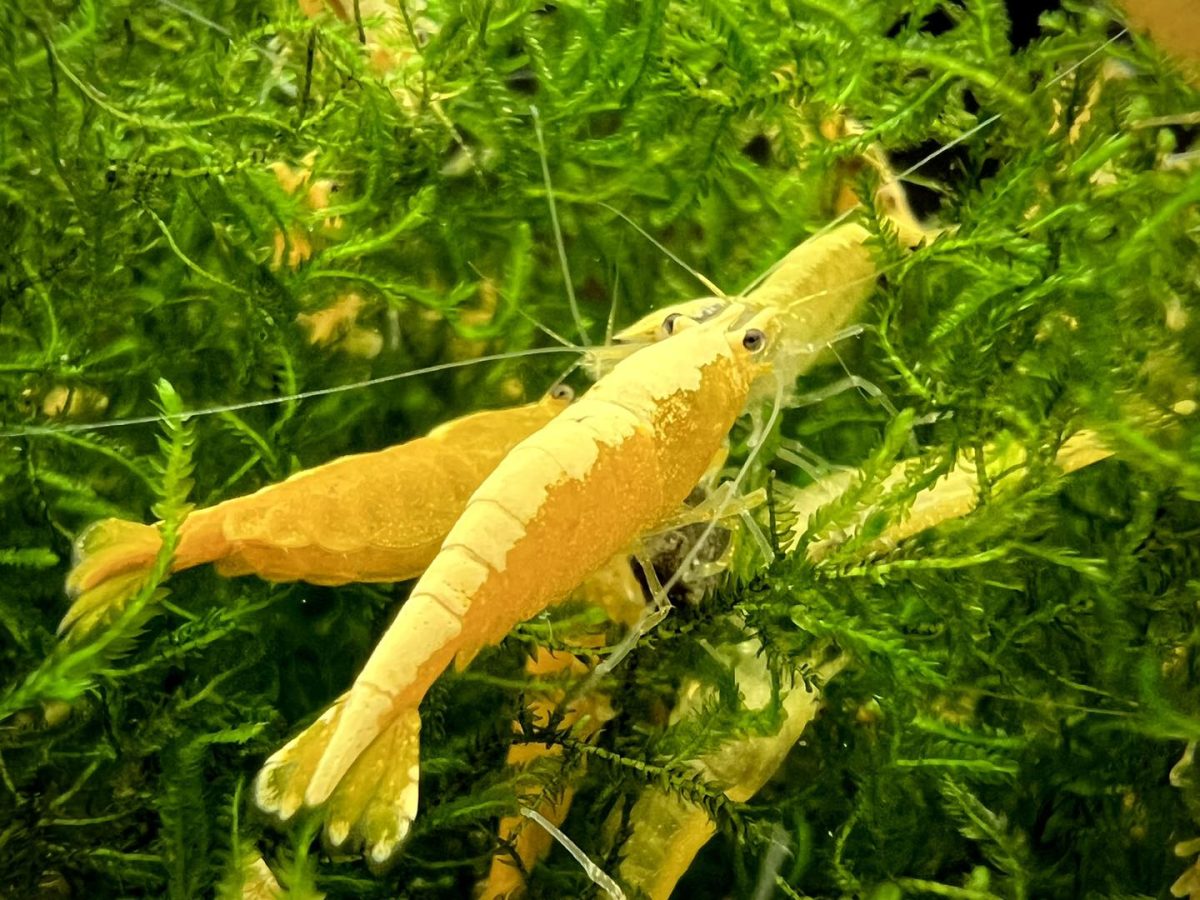 Yellow Golden Top Shrimps - Image 2