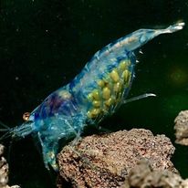 Blue Jelly