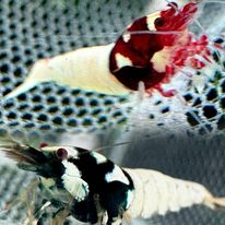German Pinto Red/Black