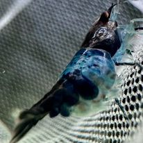 Blue Rili