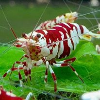 Red Fancy Tiger