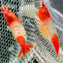 Orange Rili