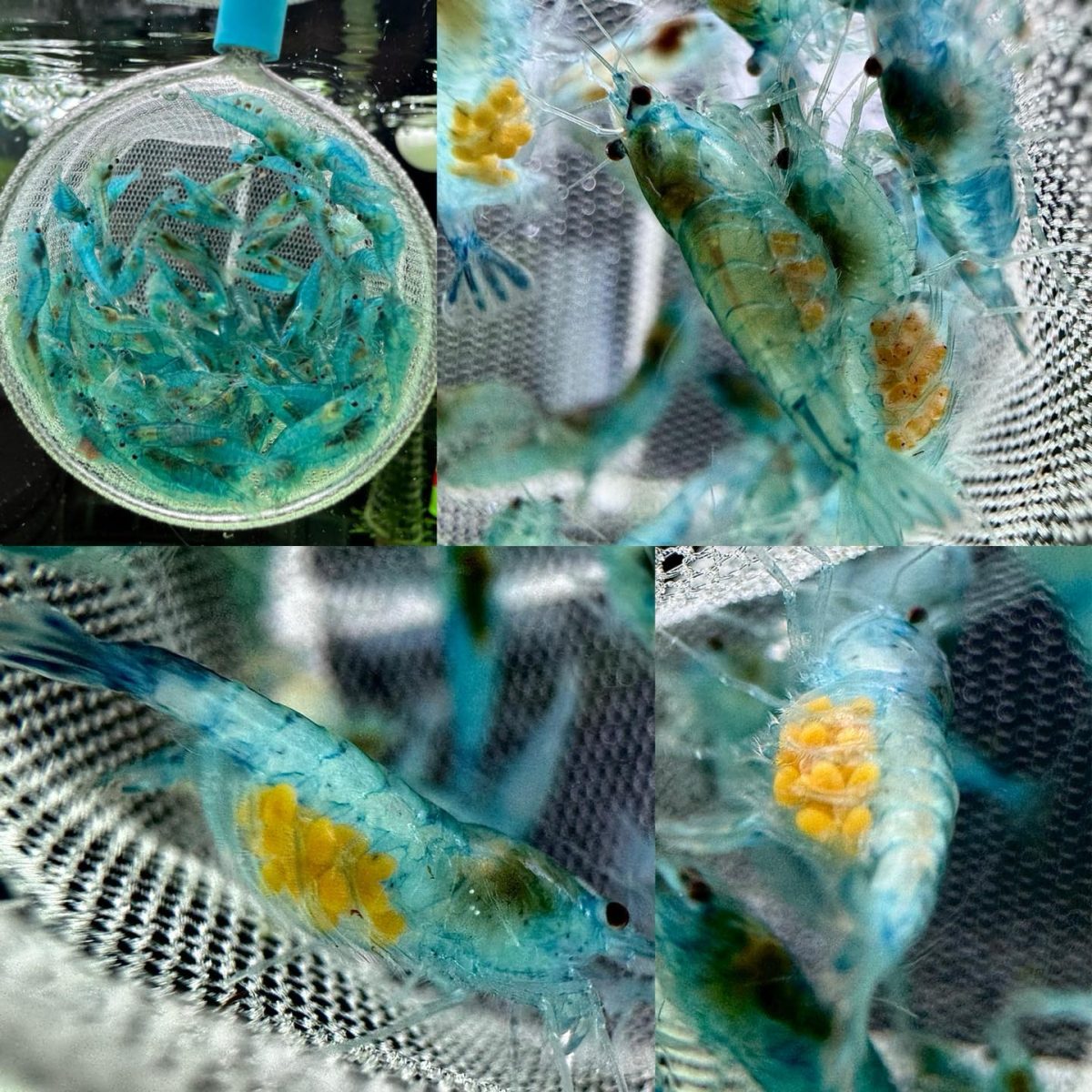Blue Jelly - Image 4