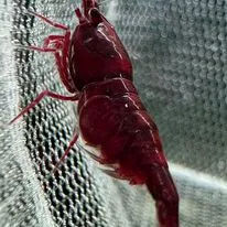 Bloody Mary