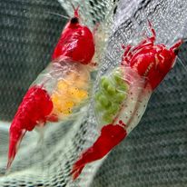 Red Rili