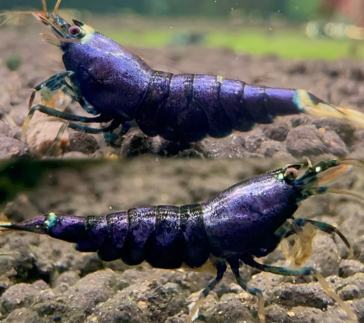 Purple Kingkong