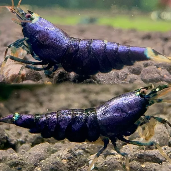 Purple Kingkong