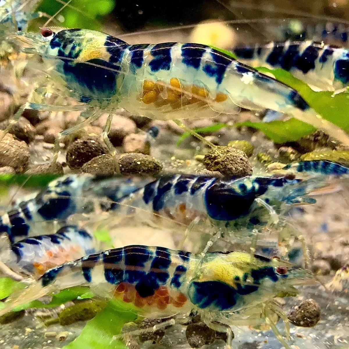 Blue Dragon - Image 2