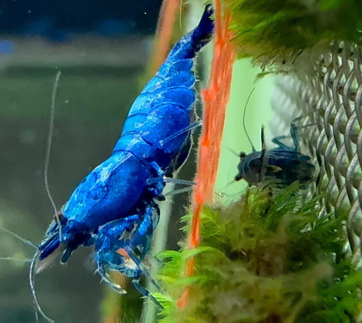 Deep Blue