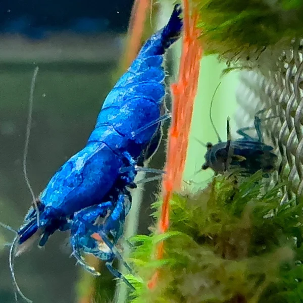 Deep Blue