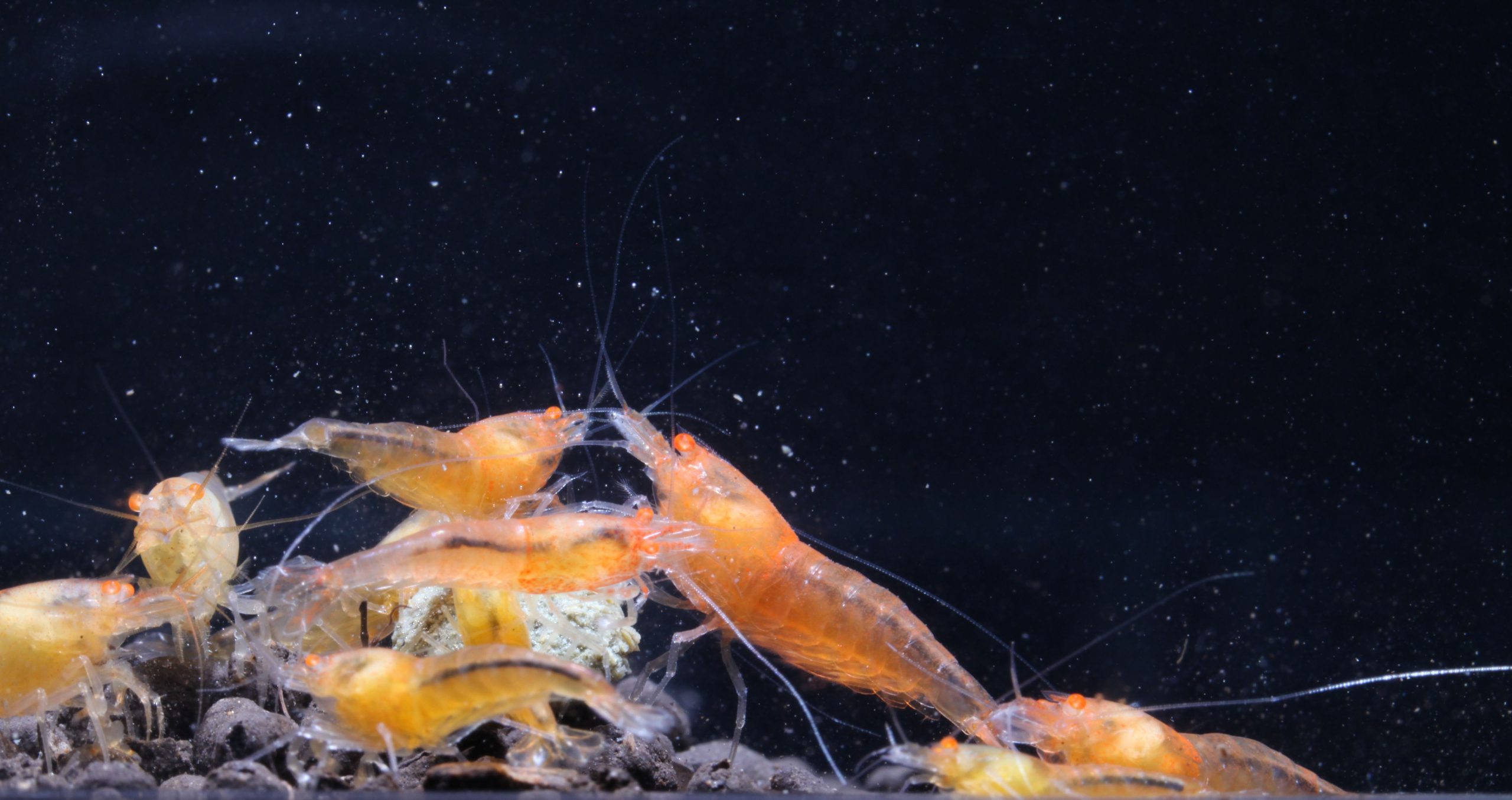 yellow caridina shrimp singapore yellow caridina shrimp singapore