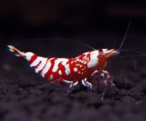 caridina caridina shrimp singapore